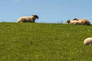 Kuzey denizindeki hendekte dinlenen ve otlayan koyunlar.