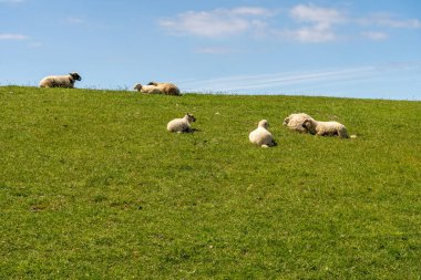 Kuzey denizindeki hendekte dinlenen ve otlayan koyunlar.