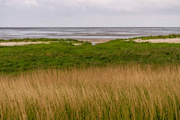 北ドイツの北海に草や水のトリクルがある美しい風景です — ストック写真