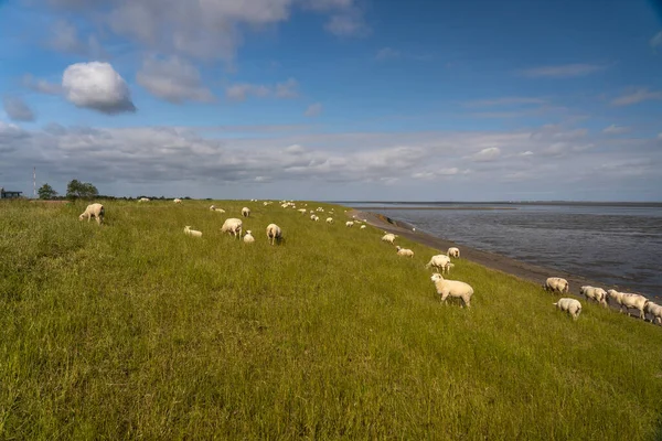 Πρόβατα Ανάπαυσης Και Βόσκησης Χόρτο Στο Ανάχωμα Στη Βόρεια Θάλασσα — Φωτογραφία Αρχείου