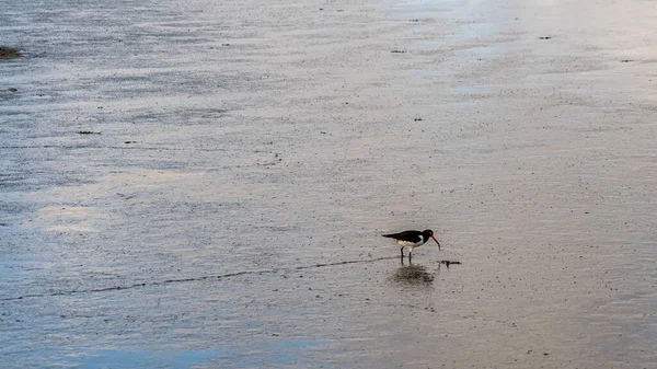 Kuzey Denizi Nin Çorak Sularında Deniz Manzarası Almanya Yiyecek Arayan — Stok fotoğraf