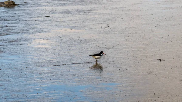 Kuzey Denizi Nin Çorak Sularında Deniz Manzarası Almanya Yiyecek Arayan — Stok fotoğraf