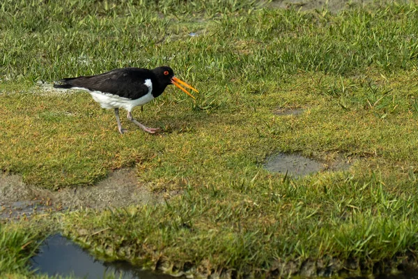 Oystercatcher Bird Wadden Sea North Sea Germany — стоковое фото