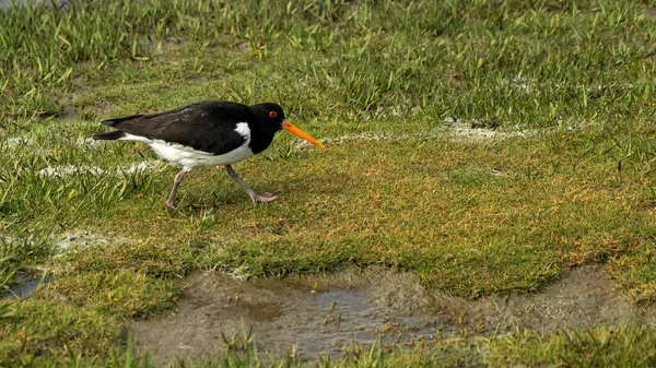 Oystercatcher Bird Wadden Sea North Sea Germany — стоковое фото