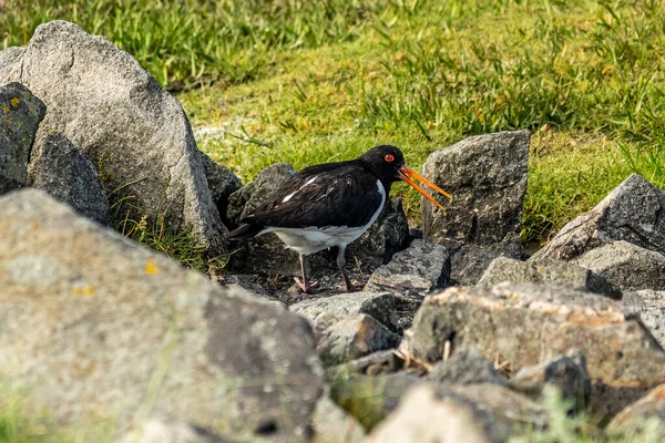 Oystercatcher Bird Wadden Sea North Sea Germany — стоковое фото