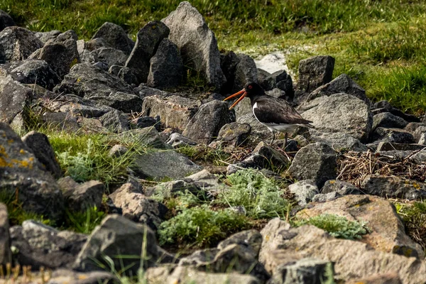 Oystercatcher Bird Wadden Sea North Sea Germany — стоковое фото