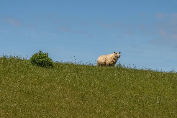 Ovejas Descansando Pastando Hierba Dique Mar Del Norte — Foto de Stock