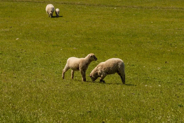 Ovejas Descansando Pastando Hierba Dique Mar Del Norte — Foto de Stock