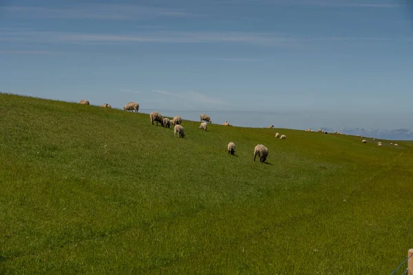 在北海的堤坝上放羊和放牧草 — 图库照片