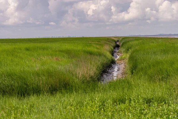 北ドイツの北海に草や水のトリクルがある美しい風景です — ストック写真