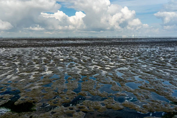 Θέα Στη Θάλασσα Wadden Της Βόρειας Θάλασσας Χαμηλή Παλίρροια Κοντά — Φωτογραφία Αρχείου