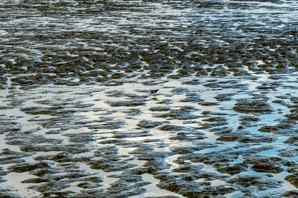 Zicht Waddenzee Van Noordzee Bij Een Oestervanger Vogel Zoek Naar — Stockfoto