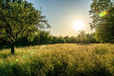 Gün batımı bir meyve bahçesi çayırında ağaçlarla ve ön planda bir ekin tarlasıyla, onunki, Almanya