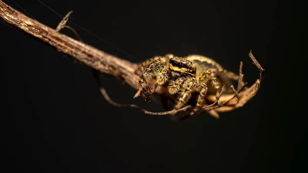 Jumping Wolf Spider Close View Looking Camera Taking Images Garden — Stock Photo, Image