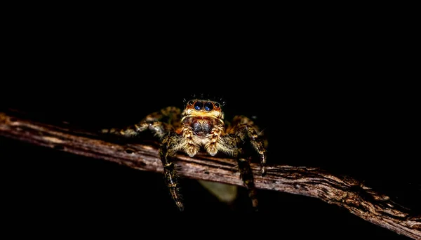 Jumping Wolf Spider Close View Olhando Para Câmera Tirando Imagens — Fotografia de Stock