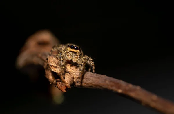 Jumping Wolf Spider Close View Looking Camera Taking Images Garden — Stock Photo, Image
