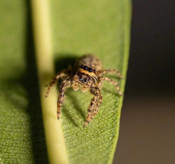 Jumping Wolf Spider Close View Looking Camera Taking Images Garden — Stock Photo, Image