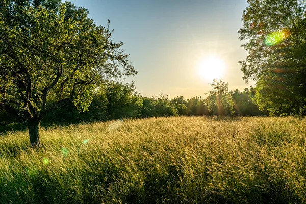 Gün batımı bir meyve bahçesi çayırında ağaçlarla ve ön planda bir ekin tarlasıyla, onunki, Almanya