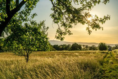 Gün batımı bir meyve bahçesi çayırında ağaçlarla ve ön planda bir ekin tarlasıyla, onunki, Almanya