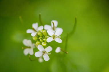Yeşil arka planda dört taç yaprağı olan yabani turp, Charlock Herb 'ün yakın plan görüntüsü