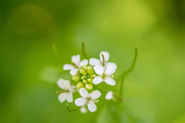 Yeşil arka planda dört taç yaprağı olan yabani turp, Charlock Herb 'ün yakın plan görüntüsü