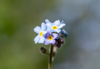 Mavi ve beyaz beni unutun Renkli arka planda çiçekler olmasın