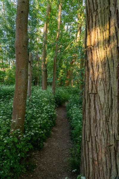 Sentier Étroit Dans Forêt Près Frankfurt — Photo