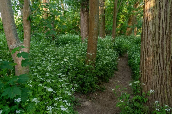 Caminho Estreito Floresta Perto Frankfurt — Fotografia de Stock