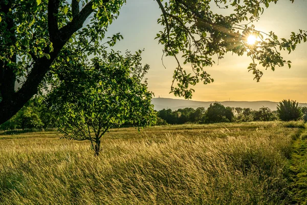 Gün batımı bir meyve bahçesi çayırında ağaçlarla ve ön planda bir ekin tarlasıyla, onunki, Almanya