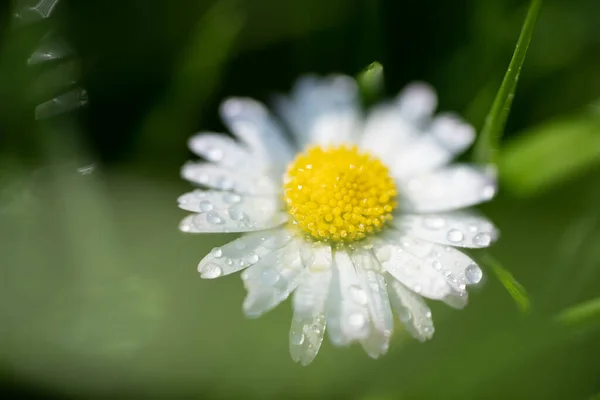 Imagen Primer Plano Una Flor Margarita Fondo Verde Fondo Escritorio —  Fotos de Stock