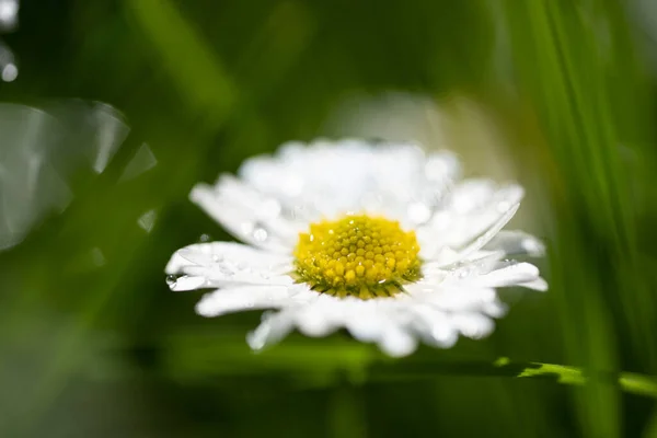 Imagen Primer Plano Una Flor Margarita Fondo Verde Fondo Escritorio —  Fotos de Stock