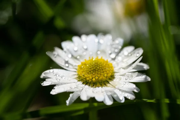 Imagen Primer Plano Una Flor Margarita Fondo Verde Fondo Escritorio —  Fotos de Stock