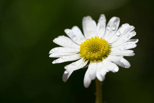 Imagen Primer Plano Una Flor Margarita Fondo Verde Fondo Escritorio —  Fotos de Stock