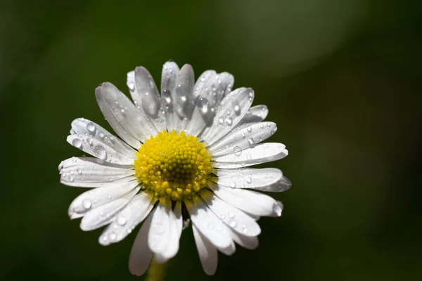 Imagen Primer Plano Una Flor Margarita Fondo Verde Fondo Escritorio — Foto de Stock