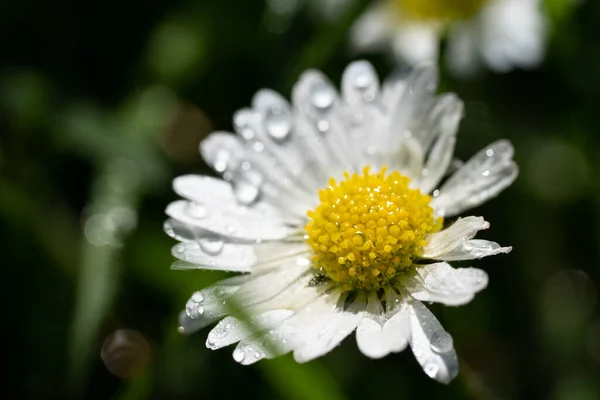 Imagen Primer Plano Una Flor Margarita Fondo Verde Fondo Escritorio —  Fotos de Stock