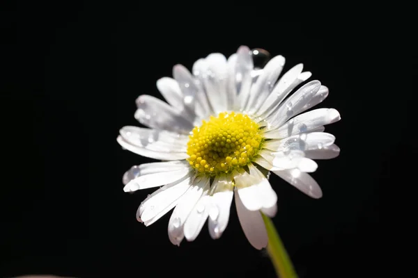 Yeşil Arkaplanda Çiçek Açan Papatya Çiçeğinin Yakın Plan Resmi Masaüstü — Stok fotoğraf
