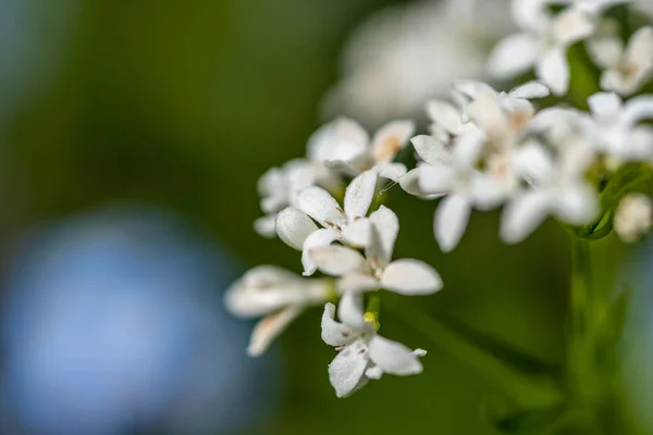 stock image blue and white forget me not flowers on a colorful background