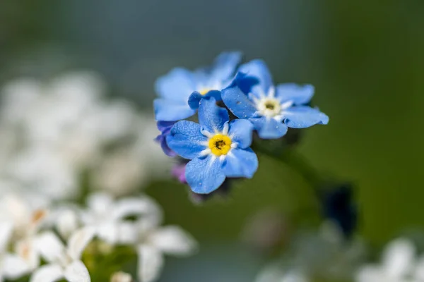 Niebieski Biały Zapomnij Mnie Nie Kwiaty Kolorowym Tle — Zdjęcie stockowe