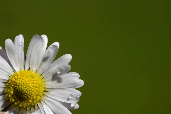 Close Imagem Uma Flor Margarida Fundo Verde Papel Parede — Fotografia de Stock