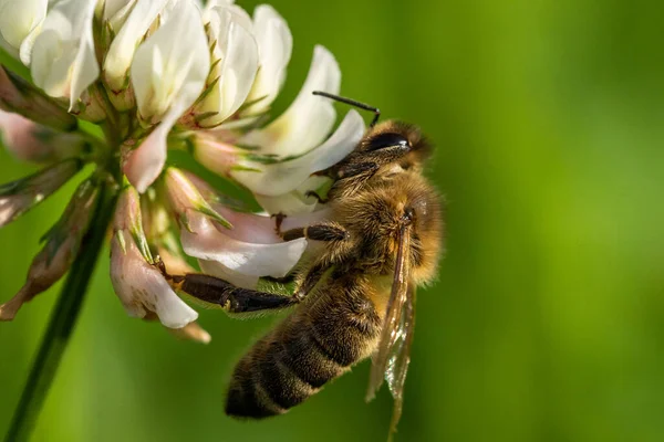 Abeille Domestique Recueillant Pollen Une Fleur Trèfle Dans Jardin Été Images De Stock Libres De Droits