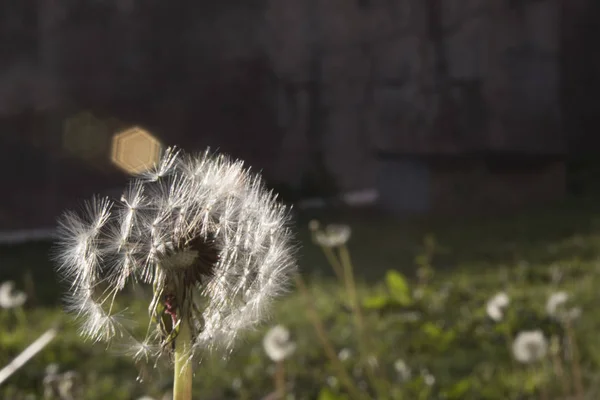 Dýňový Nějakou Arround Zátiší — Stock fotografie