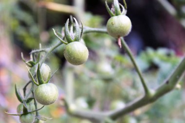 sepet içinde yuvarlak ekmek
