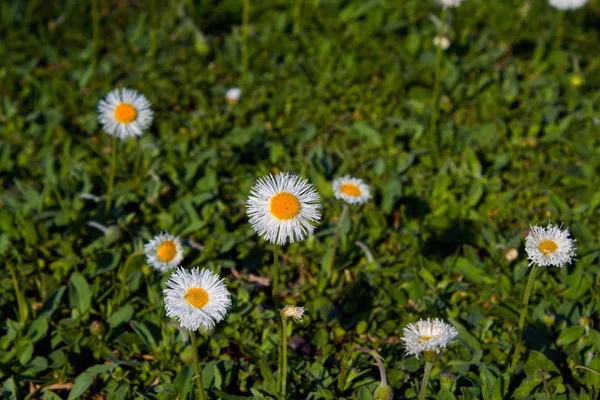 Small little flowers in the garden — Stock Photo, Image