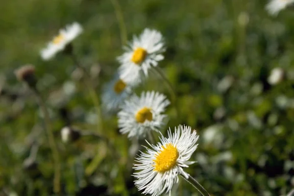 Kleine Blümchen im Garten — Stockfoto