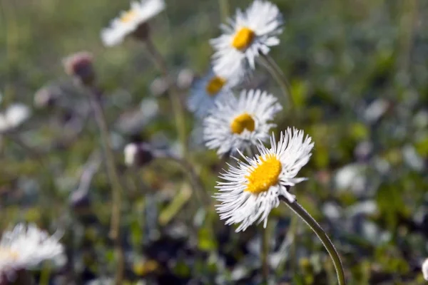 Kleine Blümchen im Garten — Stockfoto