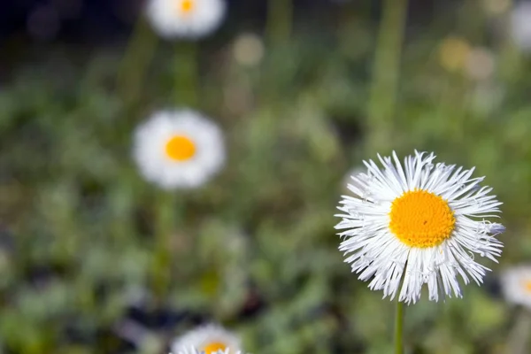 Kleine Blümchen im Garten — Stockfoto