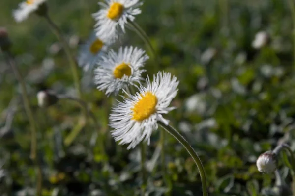 Kleine Blümchen im Garten — Stockfoto