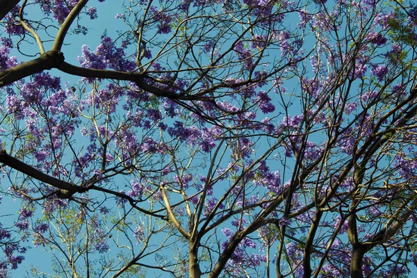 Jacaranda treetop purple flowers this show the start  of spring — Stock Photo, Image