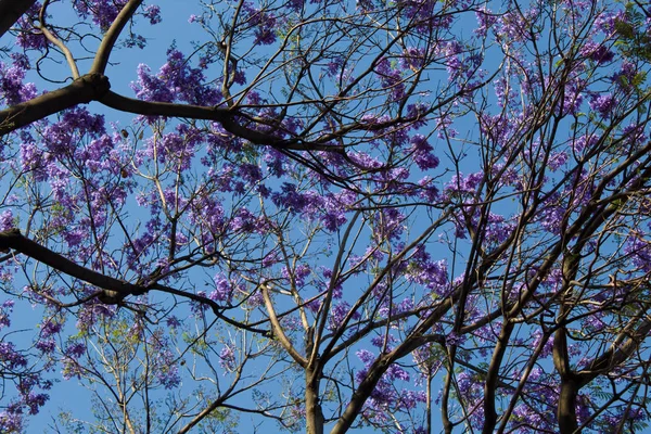 Tampo da árvore jacaranda — Fotografia de Stock