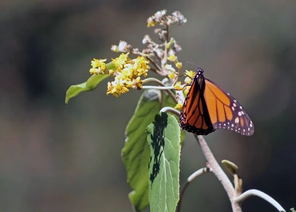 Mariposa monarca — Fotografia de Stock
